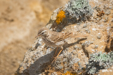 Endemic sparrow of Lanzarote, Passer hispaniolensis, over a volcano,  Canary islands, Spain