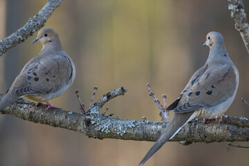 Mourning Dove pair perched on a branch