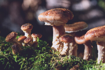 mushrooms in the forest
