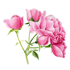Pink rose flowers, buds and leaves on a white background, watercolor floral elements,
