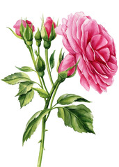 Pink rose flowers, buds and leaves on a white background, watercolor floral elements,