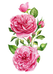Pink flowers. Roses, buds and leaves on white background, watercolor illustration, floral clipart