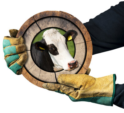 Farmer with protective work gloves holding a wooden round sign with a cow head, isolated on white or transparent background, photography, png.