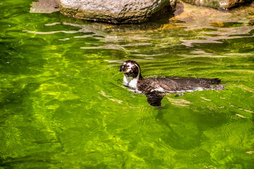 Tropical penguins on the beach near the pool, penguins in the zoo, penguins on a summer day.