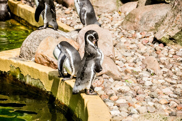 Tropical penguins on the beach near the pool, penguins in the zoo, penguins on a summer day.