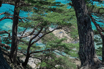 pine trees on the island