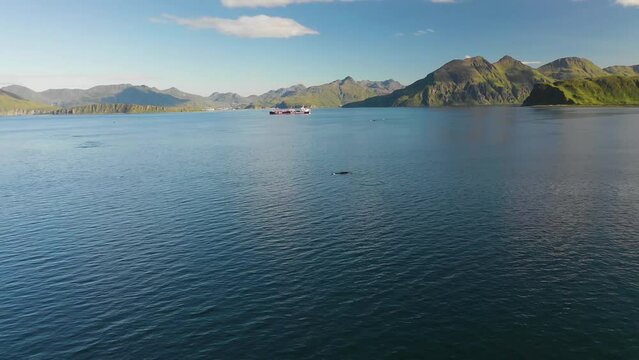 Aerial view of Whales along the coast, Unalaska island, Alaska, United States.