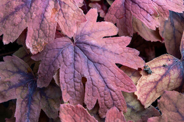 Heucherella 'Sweet Tea' an herbaceous perennial foliage plant with orange brown leaves in the autumn fall, which is a cross between heuchera and tiarella and commonly known as Foamy Bells or Coralbell