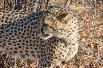 Cheetah in a refuge in Namibia