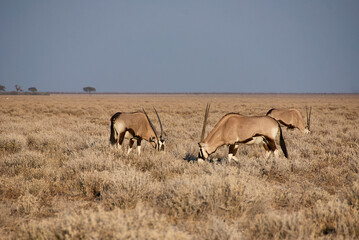 Oryx antelope Gemsbok grazing in Etosha national park