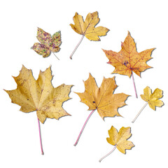 Autumn Leaves Collection