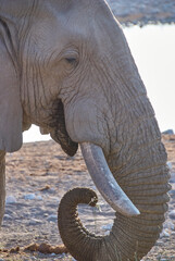 Fototapeta na wymiar African Elephant at the Okaukuejo water hole in Etosha Namibia