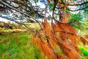 Brittany, Erquy Cap : pine needles
