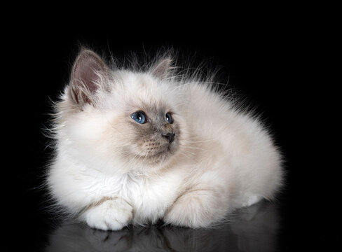 Birman Cat In Studio