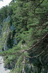 Fototapeta na wymiar pine trees on the island