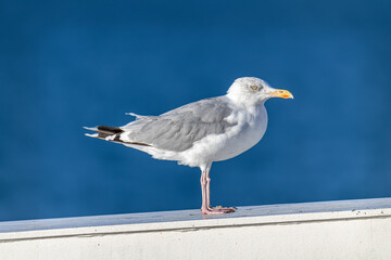 Herring Gull in Winter Plumage