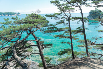 pine trees on the island