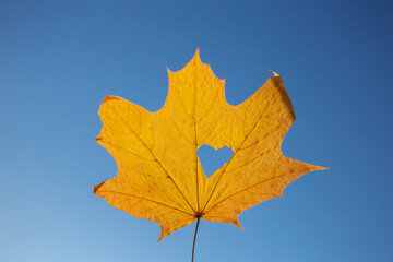 sunny yellow maple leaf with a heart cut into it against a cloudless blue sky. colors of the Ukrainian flag. the concept of autumn positive mood, peace for Ukraine. love autumn