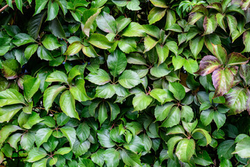 Background with many large green leaves of  Parthenocissus quinquefolia plant, known as Virginia creeper, five leaved ivy or five-finger, in a garden in a sunny autumn day.