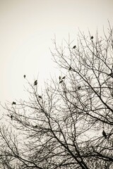 Pajaros sobre el arbol
