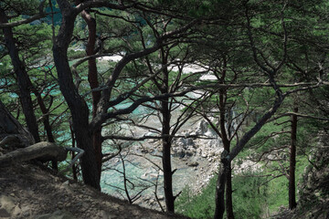 Fototapeta premium pine trees on the island