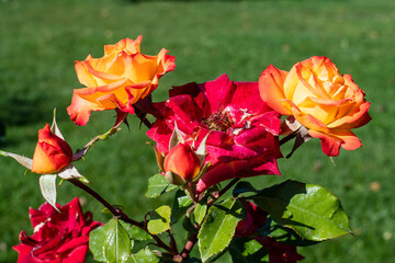 Many delicate fresh vivid orange roses and green leaves in a garden in a sunny summer day, beautiful outdoor floral background photographed with soft focus.