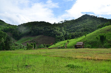 Obraz premium rice field in the mountains and sky