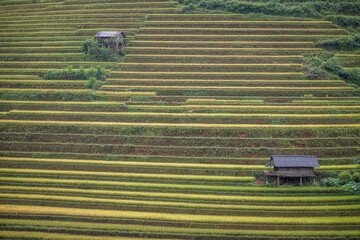 Fototapeta na wymiar Beautiful horizontal line of rice terrace fields at Mu Cang Chai in northern Vietnam. It is on harvest season as yellow rice terraced fields and some fields has already harvested. Vietnam landscapes.
