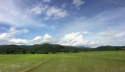 rice field in the mountains and sky