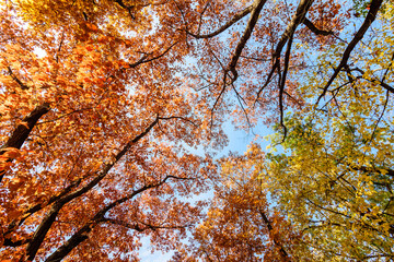 Vivid orange, yellow and brown leaves of oak tree towards clear blue sky in a garden during a sunny autumn day, beautiful outdoor background photographed with soft focus.