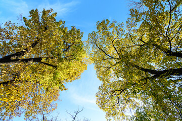 Landscape with many large green, yellow and orange trees near the lake in Herastrau Park in Bucharest, Romania,  in a sunny autumn day..