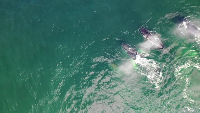Aerial view of Whales along the coast, Unalaska island, Alaska, United States.