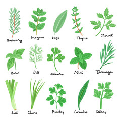 set of vector culinary herbs illustration - obrazy, fototapety, plakaty