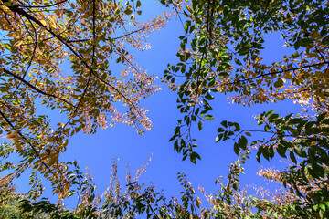 Vivid green, yellow, red and orange leaves of a cherry tree in a garden during a sunny autumn day, beautiful outdoor background photographed with soft focus.