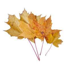 Autumn Leaves Collection