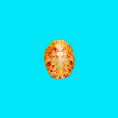 Flat Lay isolated image of a coastal seashell on a blue background