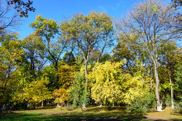 Landscape with many large green and yellow trees and grass in Kiseleff Park in Bucharest, Romania,  in a sunny autumn day.