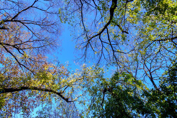 Vivid orange, yellow, green and brown leaves of trees towards clear blue sky in a forest during a sunny autumn day, beautiful outdoor background photographed with soft focus.