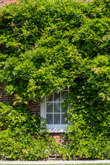 window with green ivy