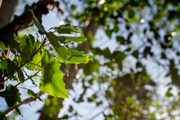 Nature © Annie_hall_