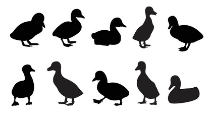 Baby black swan. Swan illustration vector design. 