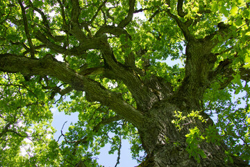 Giant oak tree