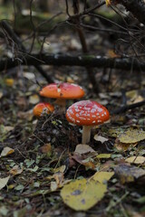 Amanita in a pine forest among tree needles. Red mushroom in the woods. Nature photo.