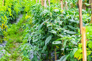 Tomato and Green Chili Plantations in Rural Farming Area
