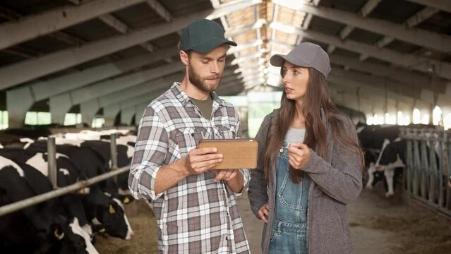 Caucasian couple of young happy male and female farmers standing inside barn with cow flock, talking and using tablet device. Shepherds in stable with livestock having conversation typing on gadget