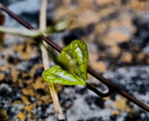 Heart shaped leaves, macro shot in the morning
