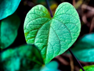 Heart shaped leaves, macro shot in the morning
