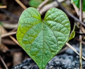 Heart shaped leaves, macro shot in the morning