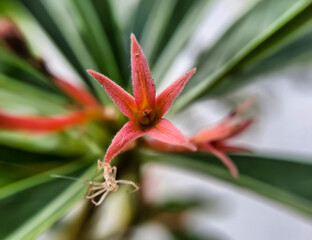 Canistropsis billbergioides is a relatively small growing bromeliad with long lasting inflorescences