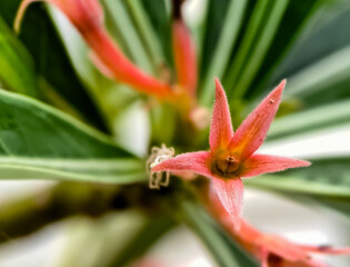 Canistropsis billbergioides is a relatively small growing bromeliad with long lasting inflorescences